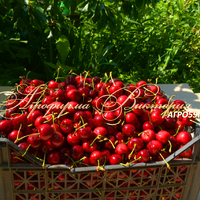 Вишня ЖУКОВСКАЯ (Россия, Мичуринск) (КРУПНОМЕР! КРУПНОЕ, МОЩНОЕ ДЕРЕВО, ЦВЕТЁТ В ГОД ПОСАДКИ, ЧАСТО И ПЛОДОНОСИТ В ГОД ПОСАДКИ!) Вишня ЖУКОВСКАЯ (Россия, Мичуринск) (КРУПНОМЕР! КРУПНОЕ, МОЩНОЕ ДЕРЕВО, ЦВЕТЁТ В ГОД ПОСАДКИ, ЧАСТО И ПЛОДОНОСИТ В ГОД ПОСАДКИ!)